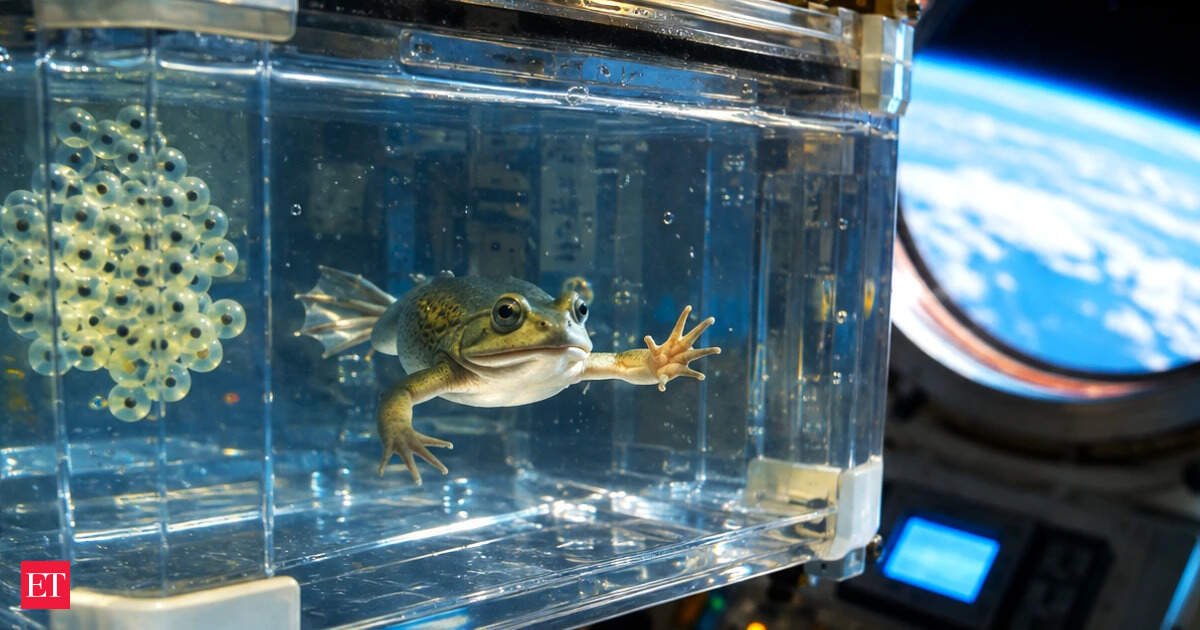 In 1992, Endeavour carried 4 female African clawed frogs into orbit; their eggs were fertilized in microgravity and developed into apparently normal tadpoles
