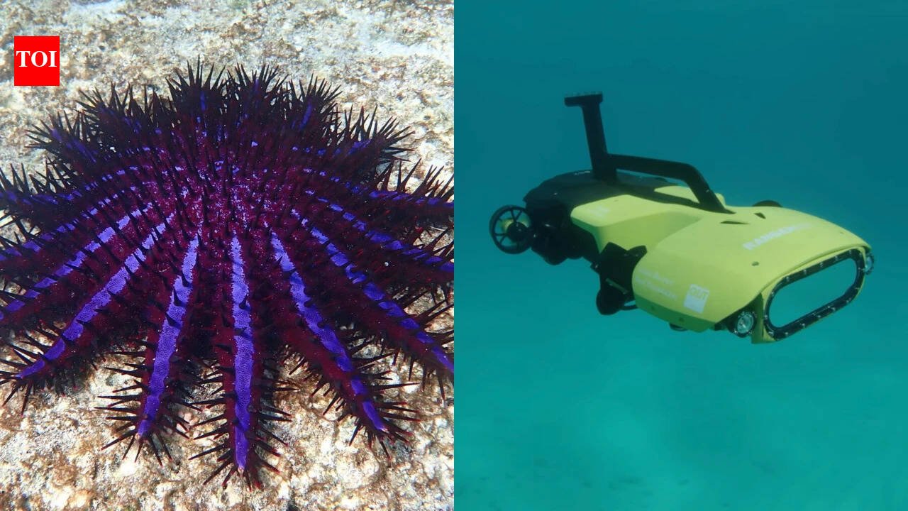 In 2018, Australia’s RangerBot identified coral-eating crown-of-thorns starfish with 99.4% accuracy and was built to kill each one with a single bile-salt injection |