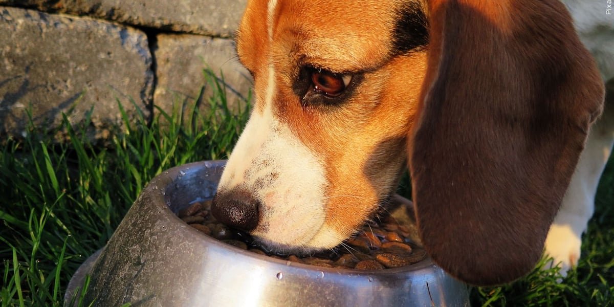 Nebraska Humane Society: Vets urge gradual weight loss for overweight pets