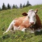 France Reports First Human Case of Livestock Virus Shamonda in Severely Ill Patient Who Later Died