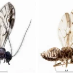 Rare new species of barklice insect discovered from the Nilgiri Mountains