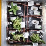 NASA’s PESTO Investigation: Space-Grown Wheat Outperforms Earth Counterparts in Height and Development | World News