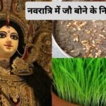 नवरात्रि में क्यों बोए जाते हैं जौ? जानिए सही नियम और इनसे जुड़े शुभ-अशुभ संकेत