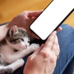 Trying to understand the language of whales and birds, AI is discovering the hidden meaning of animal sounds.