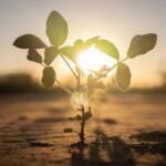 Will plants survive climate change? The ‘Great Dying’ reveals clues about their resilience.
