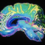 UC San Diego study achieves mind control by stimulating neurons