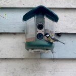 My brief romance with an AI bird feeder