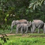 केरल सरकार ने मानव-वन्यजीव संघर्ष पीड़ितों के लिए मुआवजे में 25% की बढ़ोतरी की