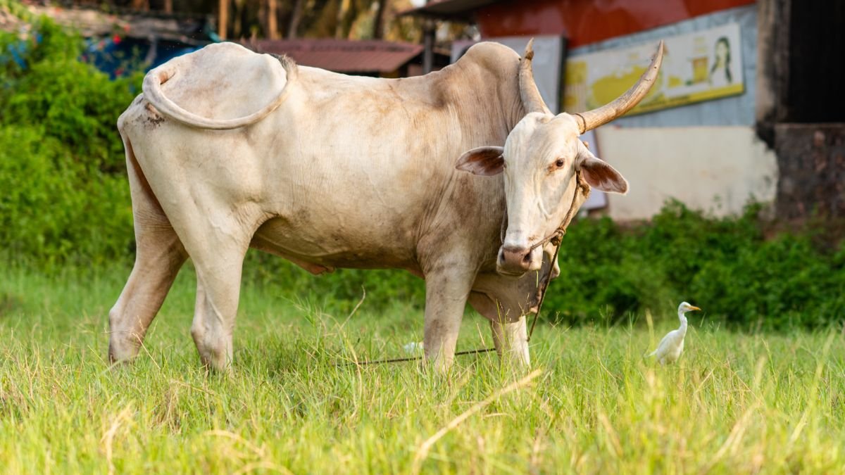 गोदान से पितरों का उद्धार! श्राद्ध में गाय का दान क्यों माना जाता है पुण्यकारी? गरुड़ पुराण में बताया है इसका महत्व