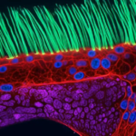 Nikon microscopic video competition winner disqualified for using generative AI