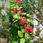 क्या घर के पौधे भी बदल सकते हैं आपकी किस्मत? वास्तु में इन पौधों को माना गया है शुभ